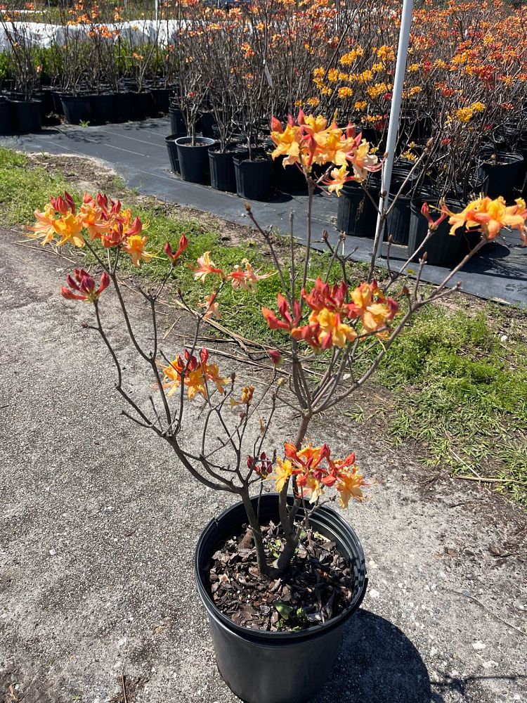 rhododendron-hotspur-yellow-azalea