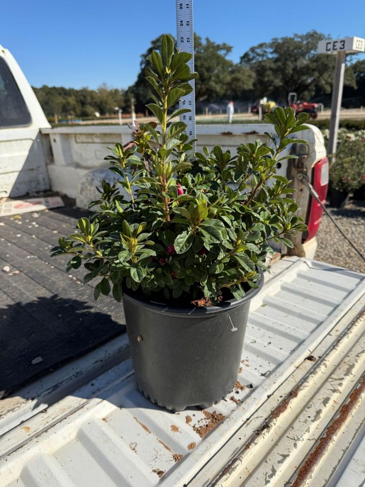 rhododendron-hybrid-lazamoropi-floramore-reg-hot-pink-azalea