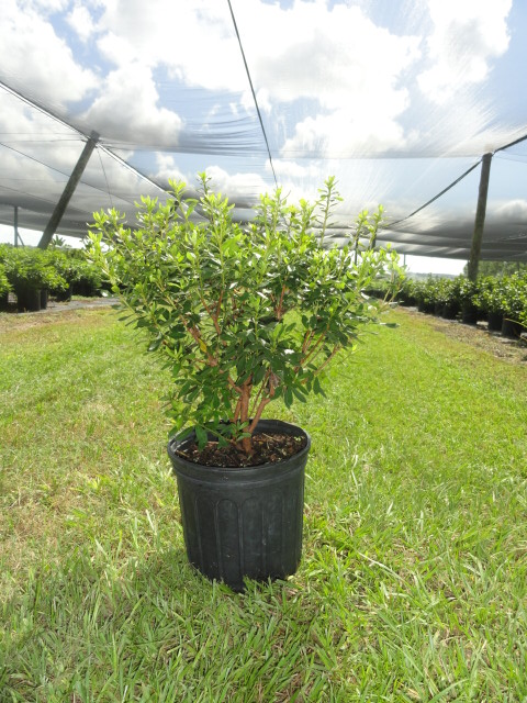 rhododendron-indicum-duchess-of-cypress-southern-indica-hybrid-azalea