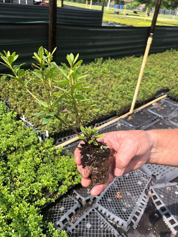 rhododendron-indicum-duchess-of-cypress-southern-indica-hybrid-azalea