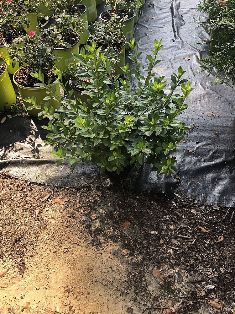 rhododendron-indicum-formosa-southern-indica-hybrid-azalea