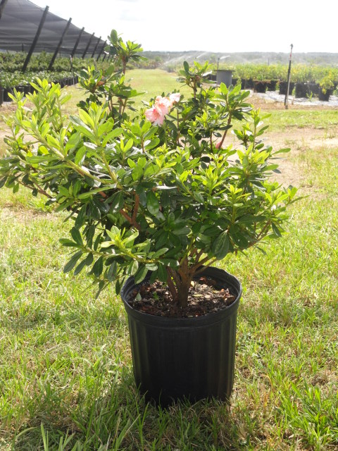 rhododendron-indicum-george-l-taber-southern-indica-hybrid-azalea-george-tabor-azalea