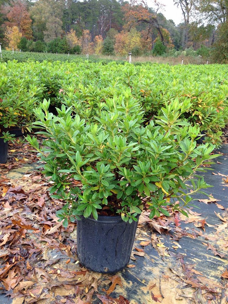 rhododendron-indicum-george-l-taber-southern-indica-hybrid-azalea-george-tabor-azalea