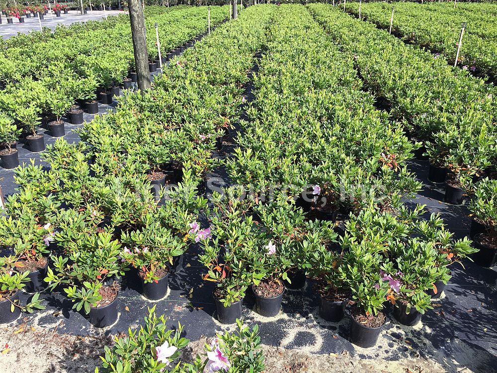 rhododendron-indicum-george-l-taber-southern-indica-hybrid-azalea-george-tabor-azalea