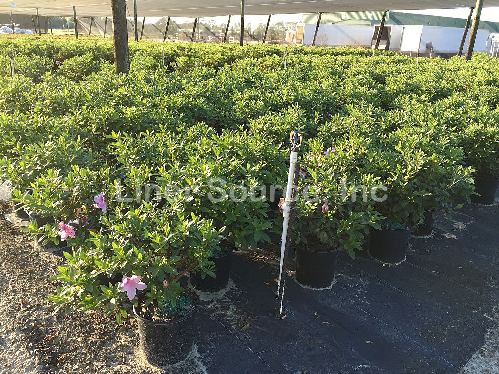 rhododendron-indicum-george-l-taber-southern-indica-hybrid-azalea-george-tabor-azalea