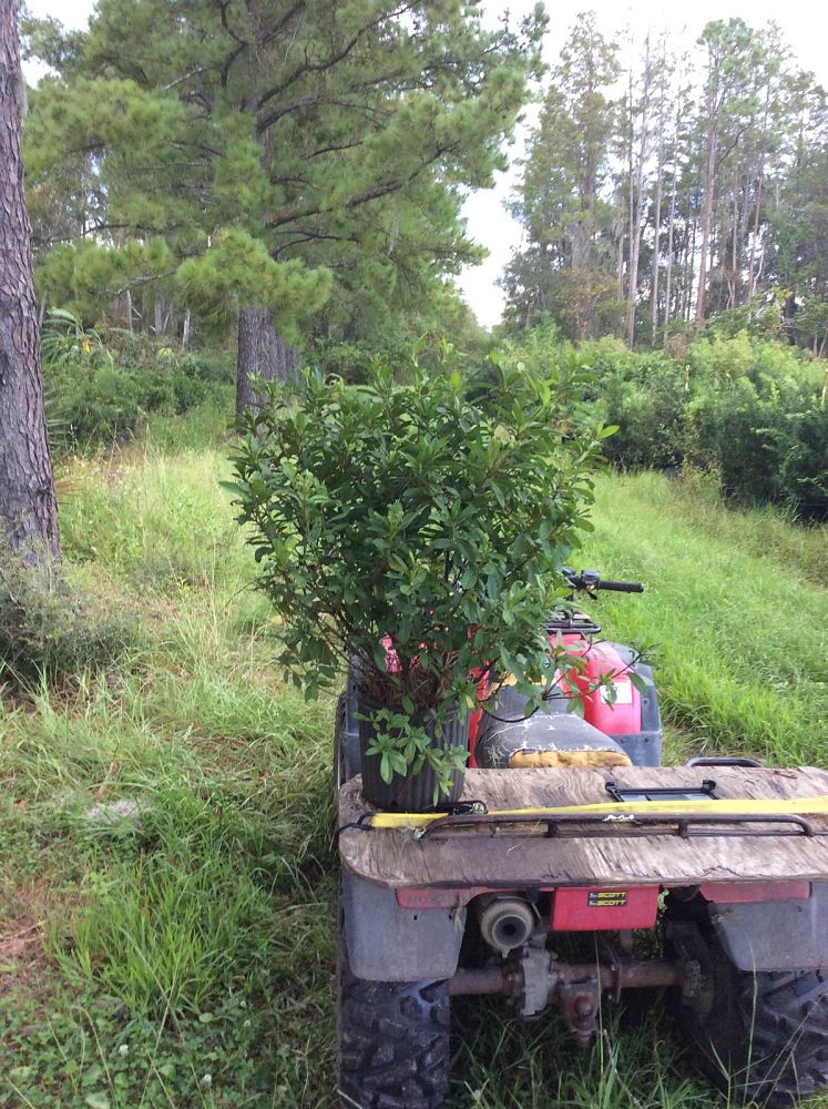 rhododendron-indicum-george-l-taber-southern-indica-hybrid-azalea-george-tabor-azalea
