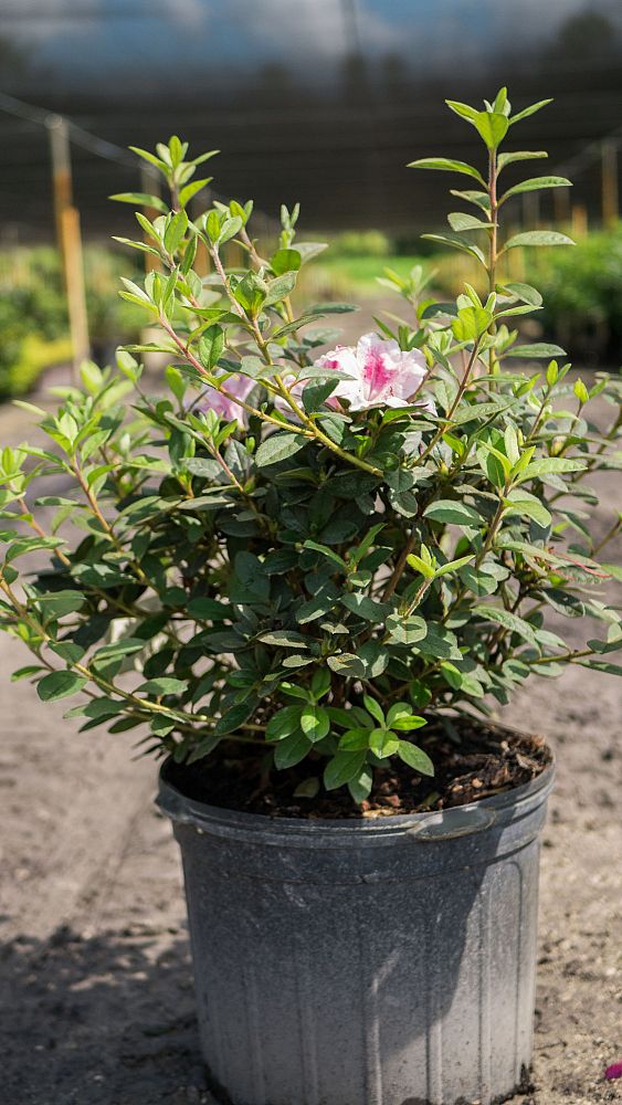 rhododendron-indicum-george-l-taber-southern-indica-hybrid-azalea-george-tabor-azalea