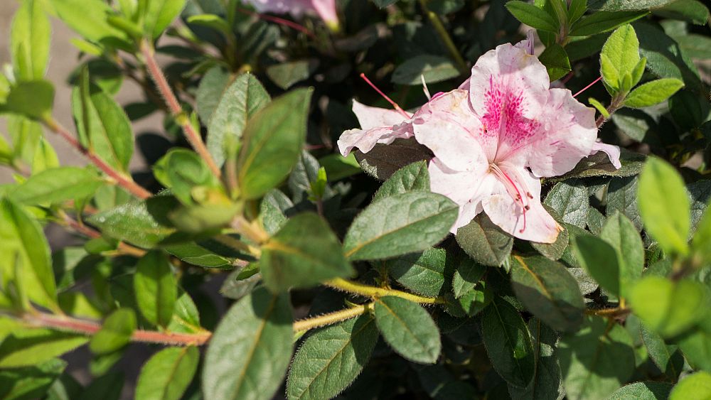 rhododendron-indicum-george-l-taber-southern-indica-hybrid-azalea-george-tabor-azalea