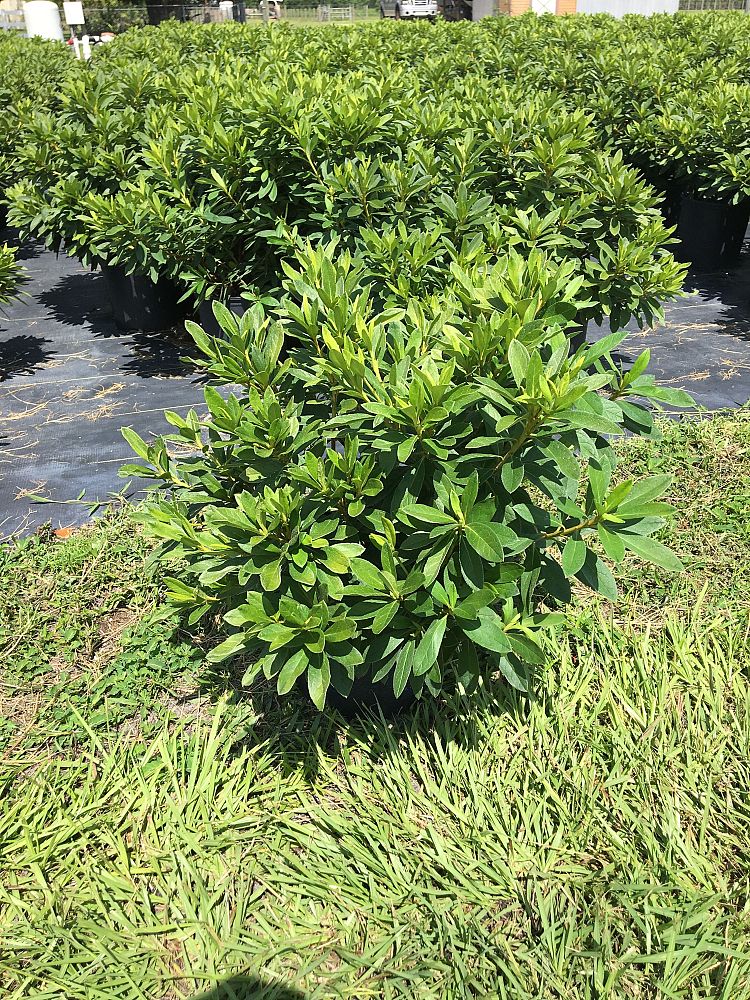 rhododendron-indicum-george-l-taber-southern-indica-hybrid-azalea-george-tabor-azalea