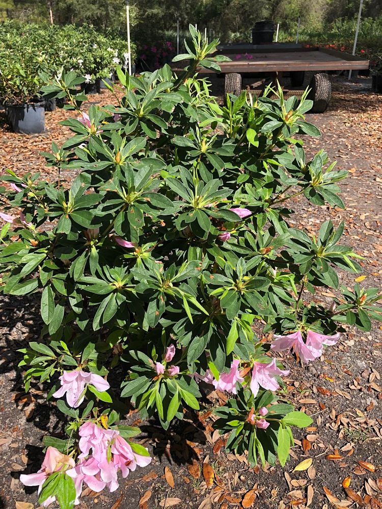 rhododendron-indicum-george-l-taber-southern-indica-hybrid-azalea-george-tabor-azalea