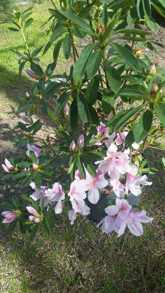 rhododendron-indicum-george-l-taber-southern-indica-hybrid-azalea-george-tabor-azalea