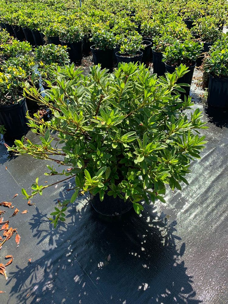 rhododendron-indicum-george-l-taber-southern-indica-hybrid-azalea-george-tabor-azalea