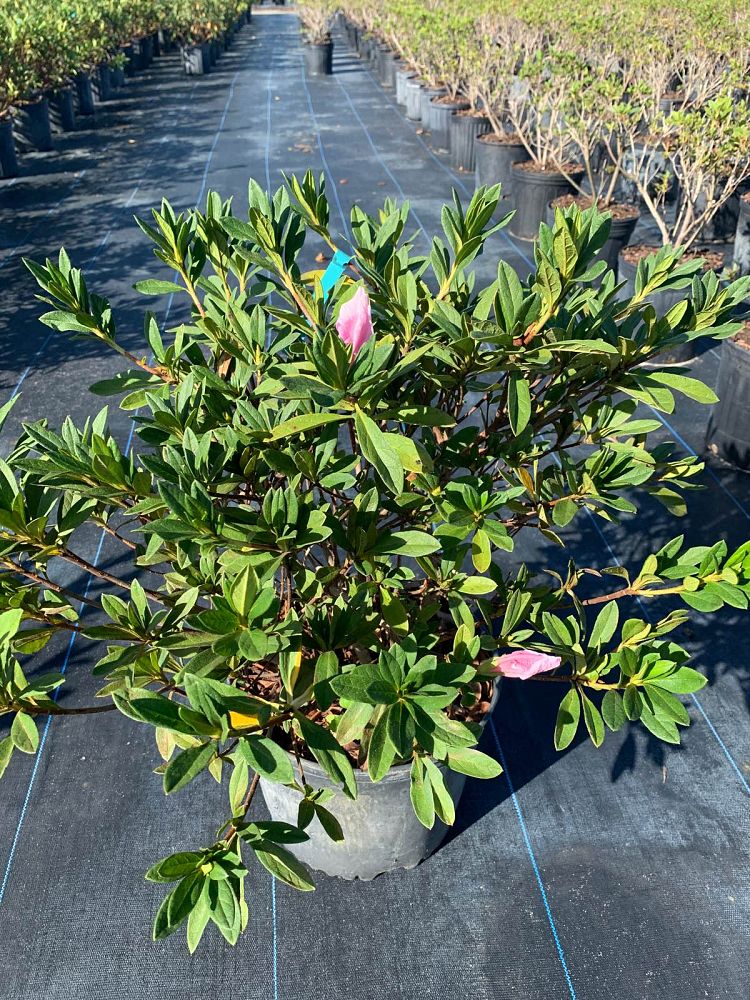 rhododendron-indicum-george-l-taber-southern-indica-hybrid-azalea-george-tabor-azalea