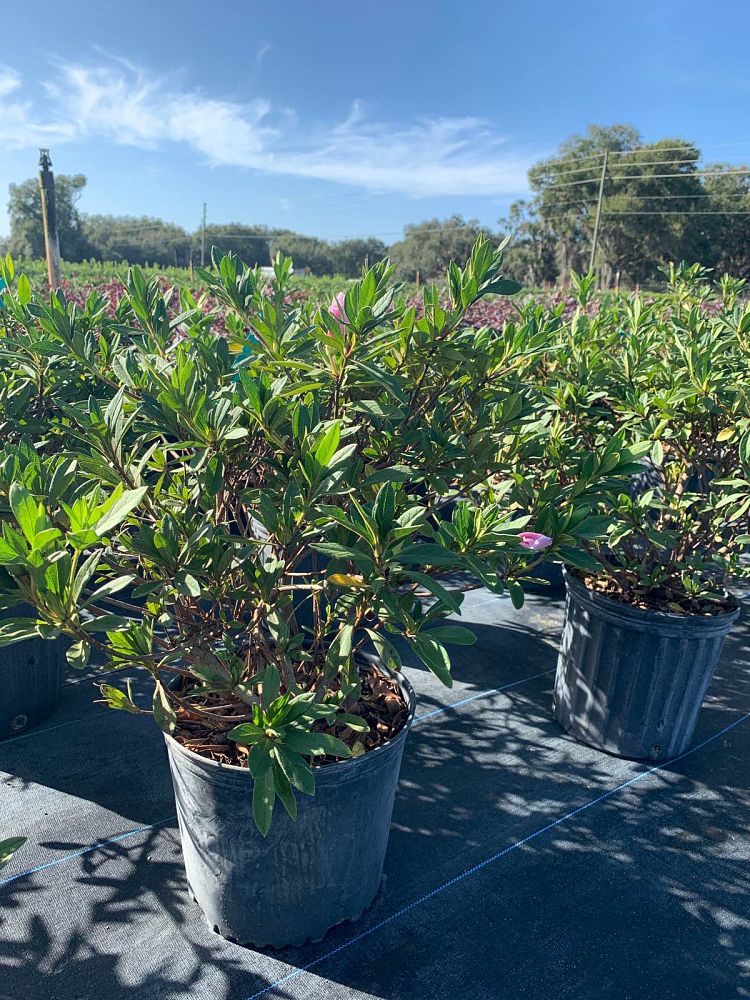 rhododendron-indicum-george-l-taber-southern-indica-hybrid-azalea-george-tabor-azalea