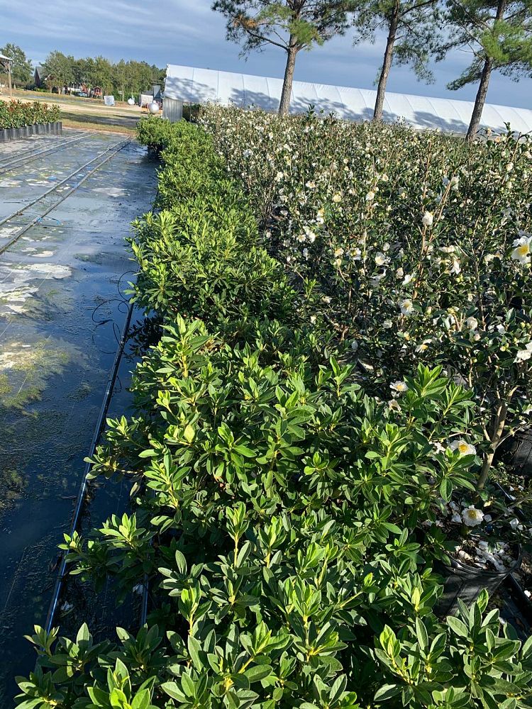 rhododendron-indicum-george-l-taber-southern-indica-hybrid-azalea-george-tabor-azalea