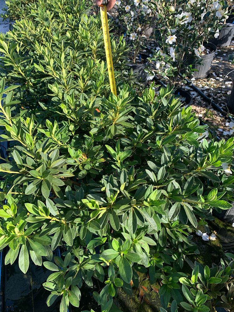 rhododendron-indicum-george-l-taber-southern-indica-hybrid-azalea-george-tabor-azalea