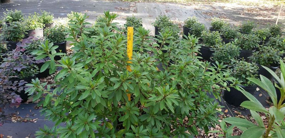 rhododendron-indicum-george-l-taber-southern-indica-hybrid-azalea-george-tabor-azalea