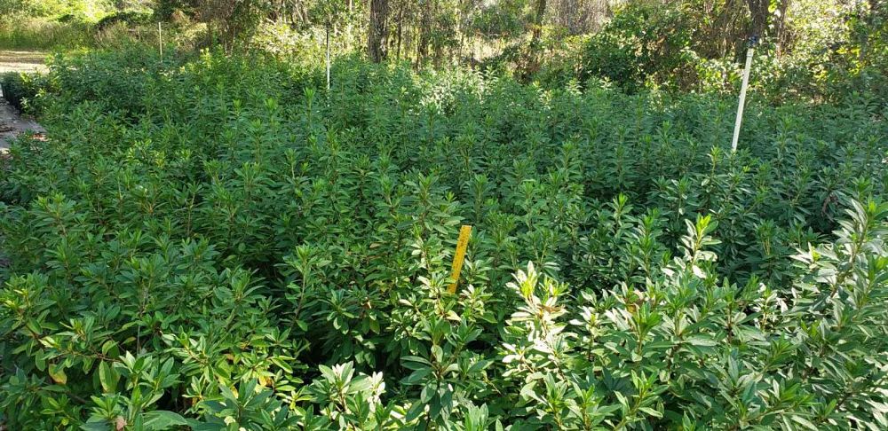 rhododendron-indicum-george-l-taber-southern-indica-hybrid-azalea-george-tabor-azalea