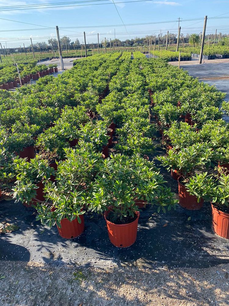rhododendron-indicum-george-l-taber-southern-indica-hybrid-azalea-george-tabor-azalea
