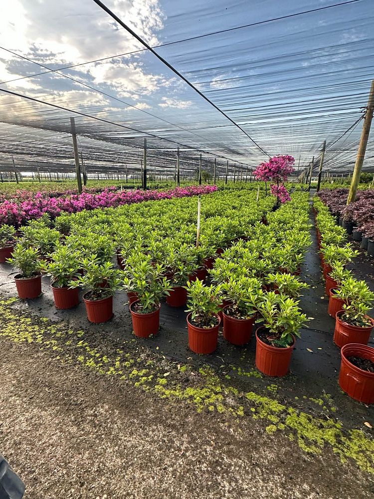 rhododendron-indicum-george-l-taber-southern-indica-hybrid-azalea-george-tabor-azalea