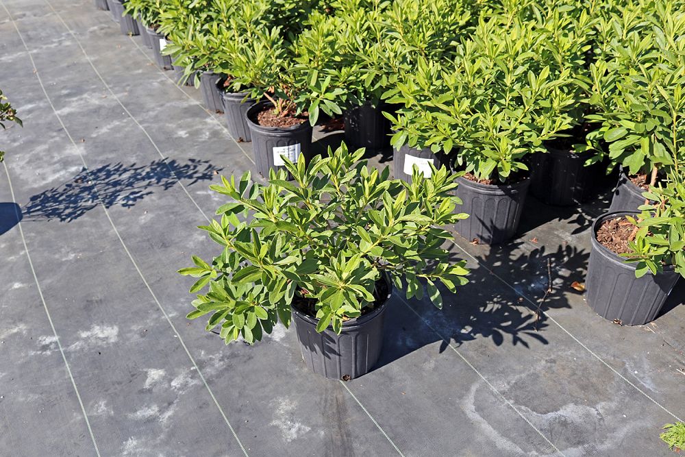 rhododendron-indicum-george-l-taber-southern-indica-hybrid-azalea-george-tabor-azalea