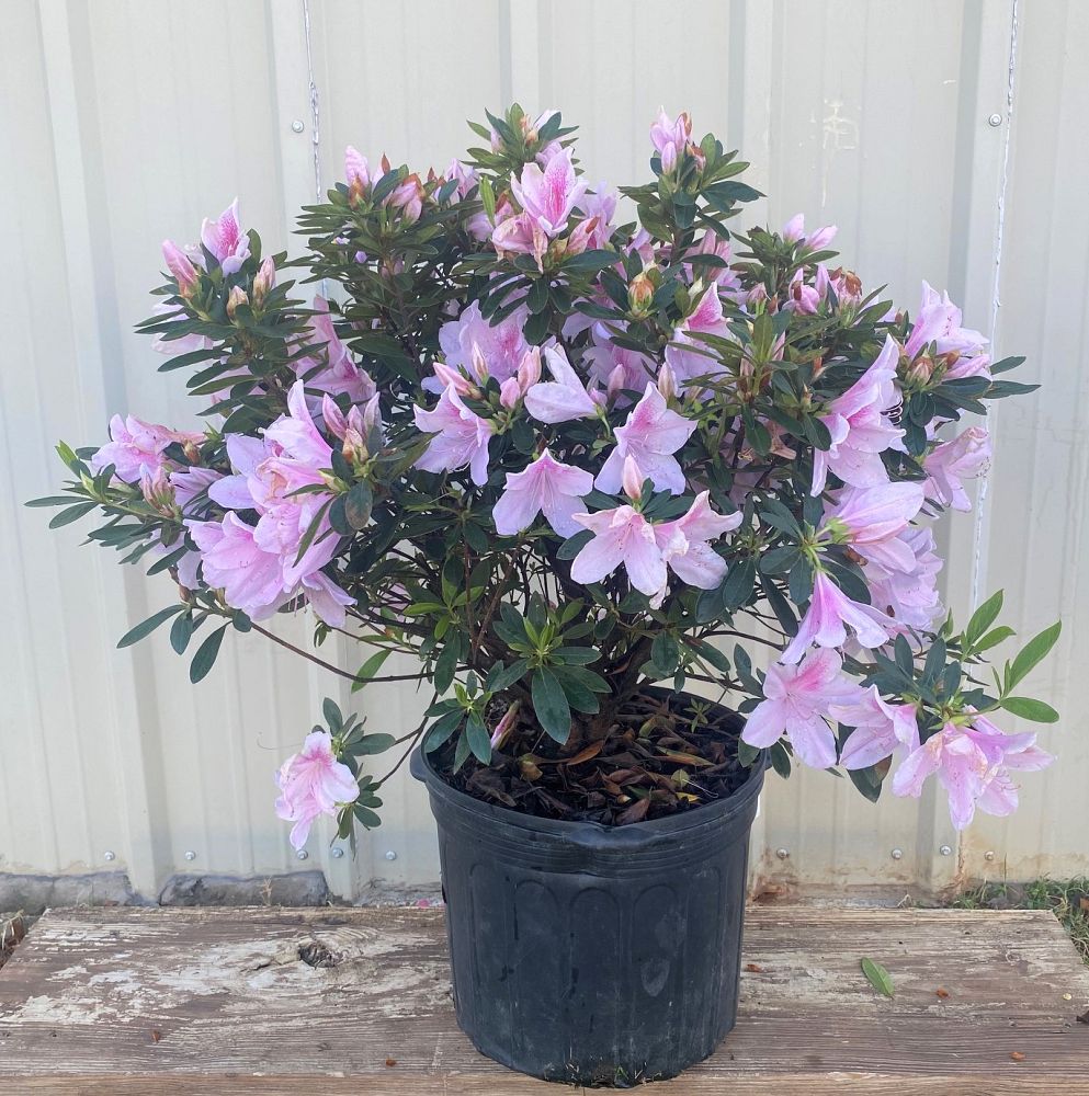 rhododendron-indicum-george-l-taber-southern-indica-hybrid-azalea-george-tabor-azalea