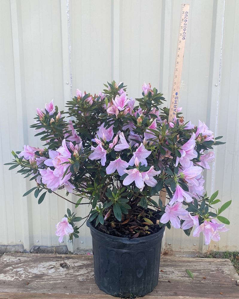 rhododendron-indicum-george-l-taber-southern-indica-hybrid-azalea-george-tabor-azalea