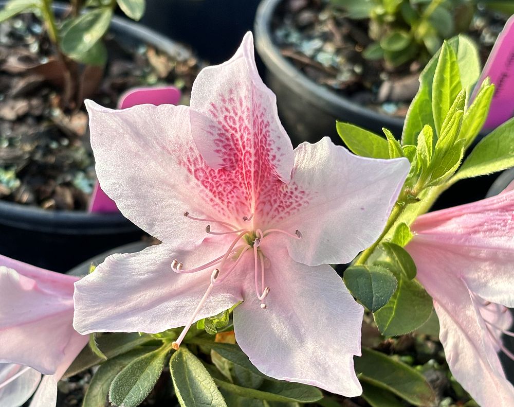 rhododendron-indicum-george-l-taber-southern-indica-hybrid-azalea-george-tabor-azalea