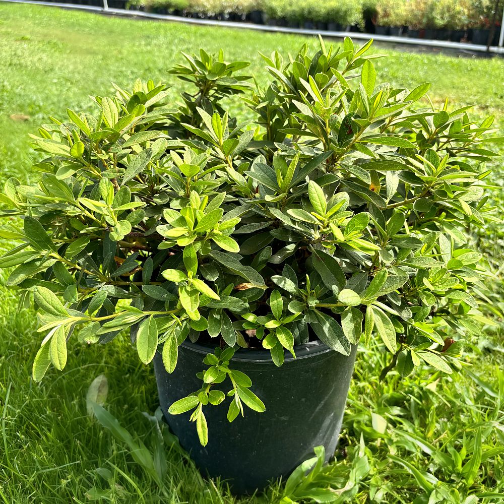 rhododendron-indicum-george-l-taber-southern-indica-hybrid-azalea-george-tabor-azalea