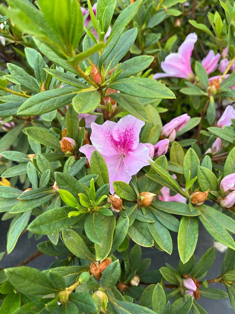 rhododendron-indicum-george-l-taber-southern-indica-hybrid-azalea-george-tabor-azalea
