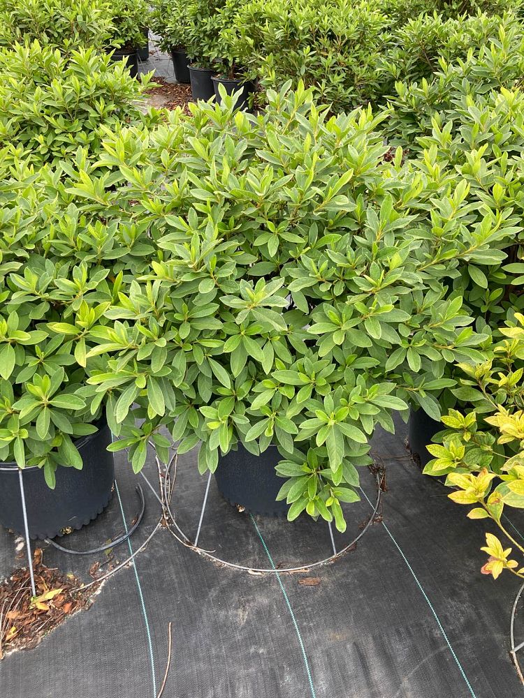 rhododendron-indicum-george-l-taber-southern-indica-hybrid-azalea-george-tabor-azalea