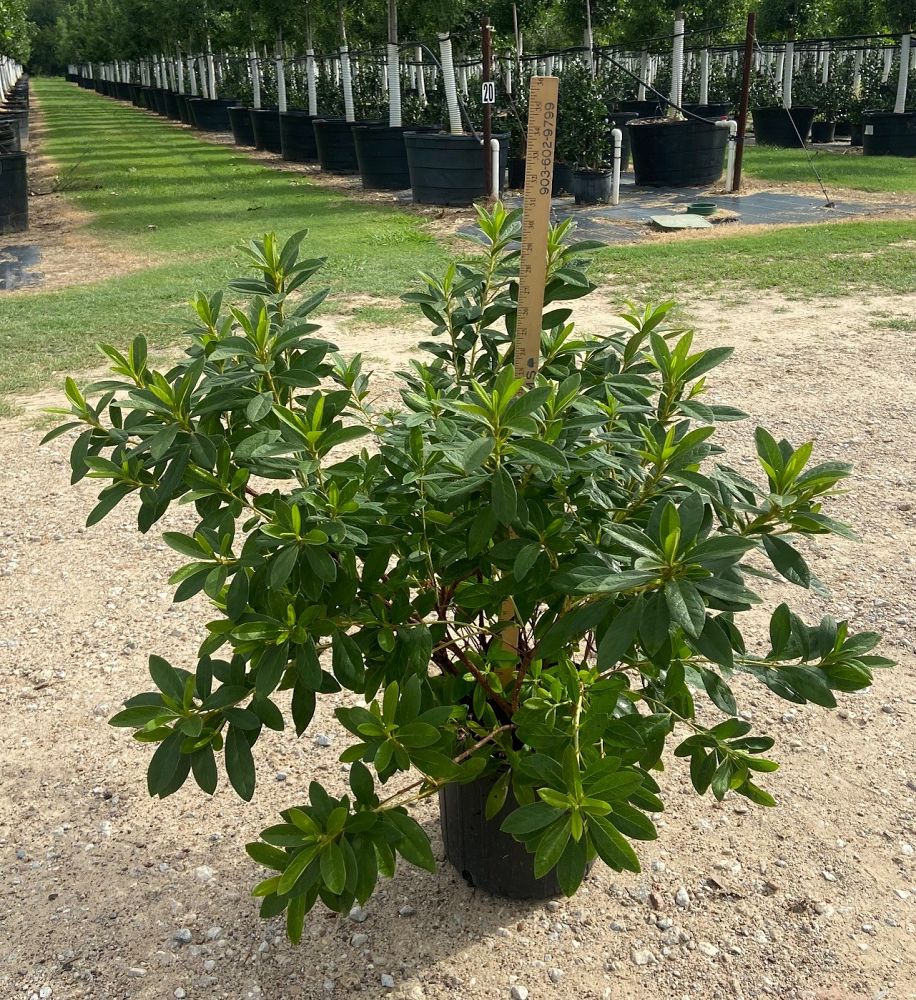 rhododendron-indicum-george-l-taber-southern-indica-hybrid-azalea-george-tabor-azalea