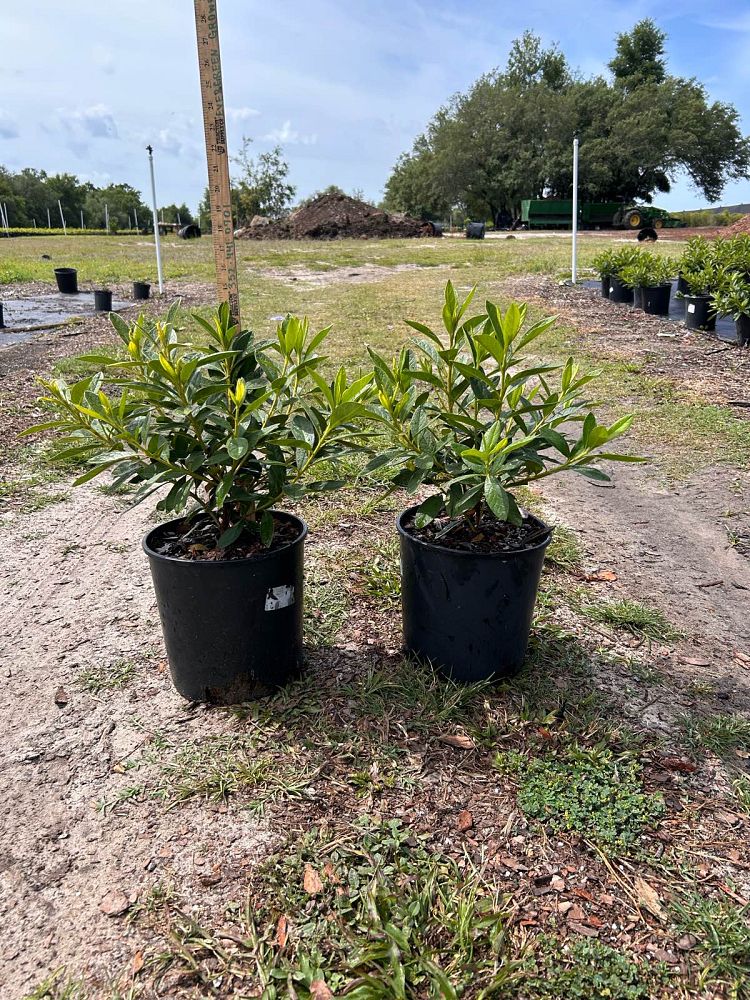 rhododendron-indicum-george-l-taber-southern-indica-hybrid-azalea-george-tabor-azalea