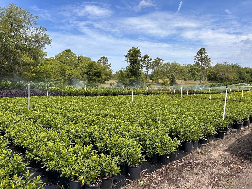 rhododendron-indicum-george-l-taber-southern-indica-hybrid-azalea-george-tabor-azalea