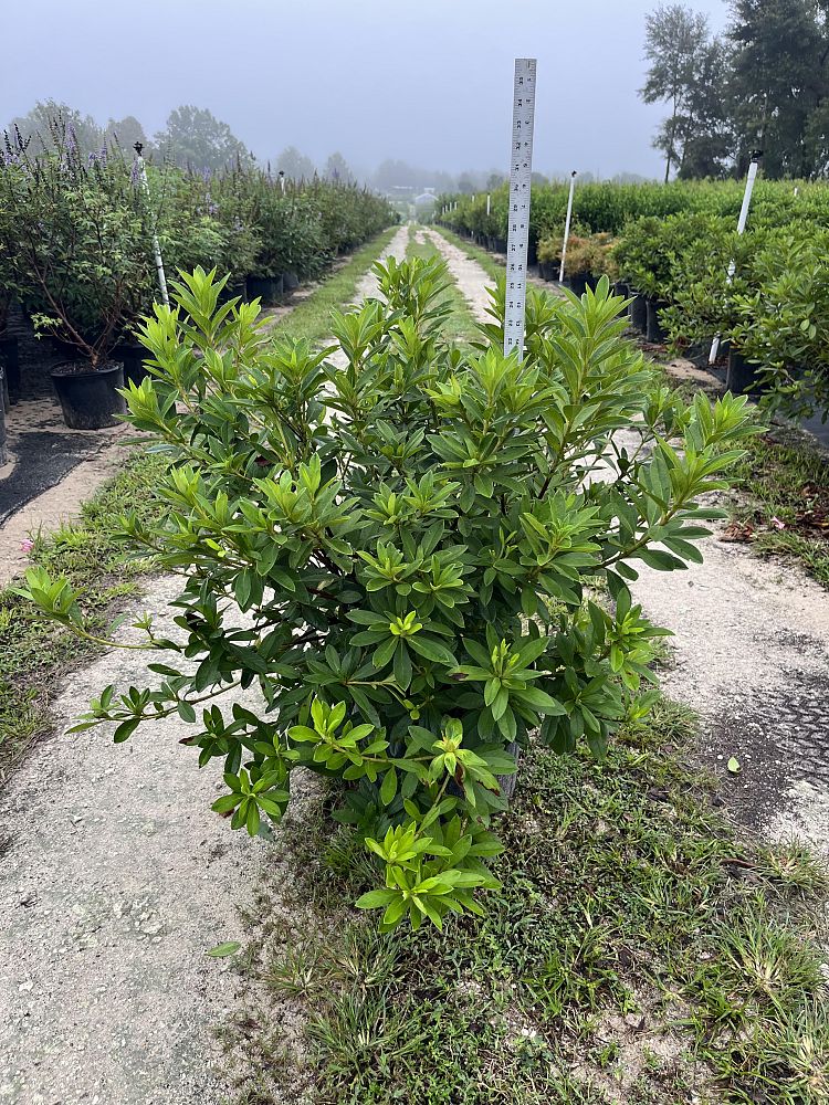 rhododendron-indicum-george-l-taber-southern-indica-hybrid-azalea-george-tabor-azalea