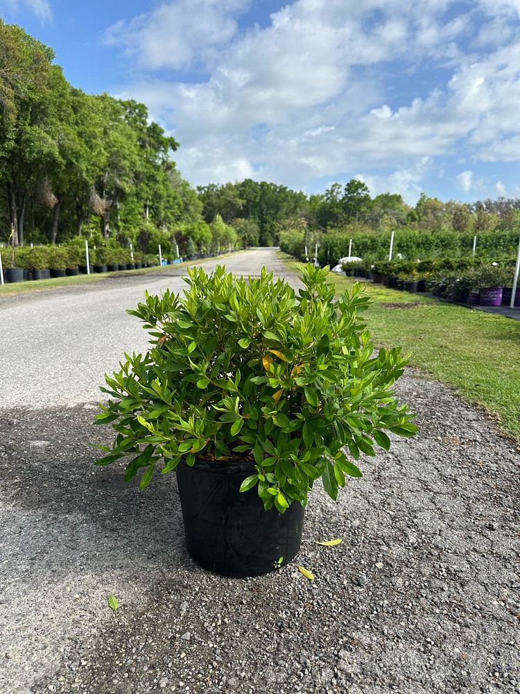 rhododendron-indicum-george-l-taber-southern-indica-hybrid-azalea-george-tabor-azalea