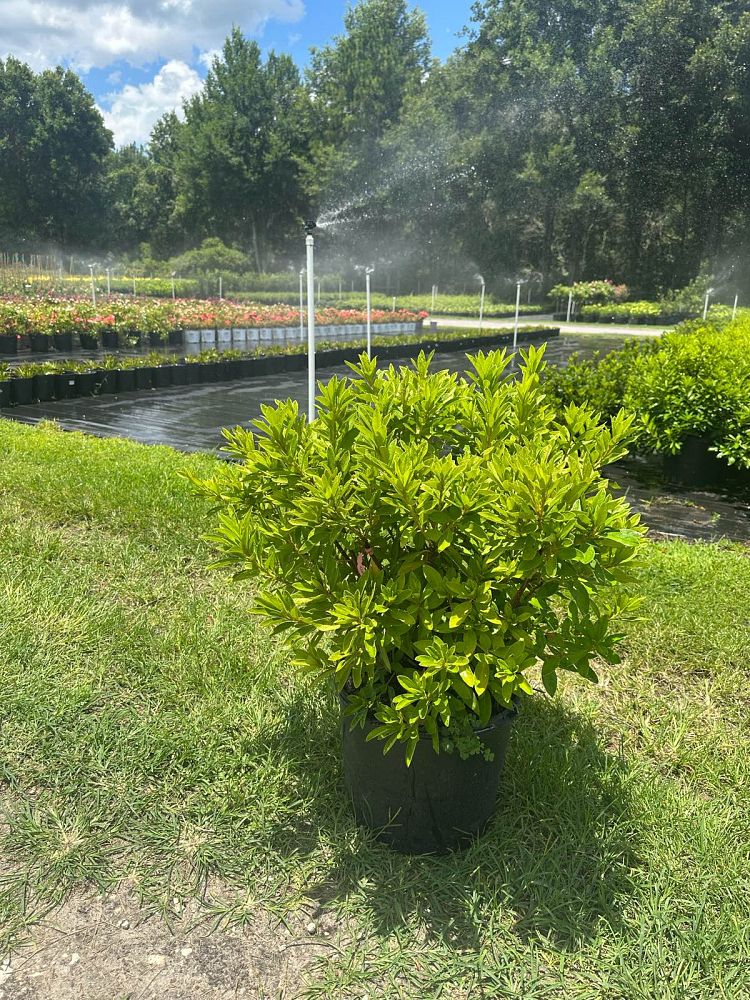 rhododendron-indicum-george-l-taber-southern-indica-hybrid-azalea-george-tabor-azalea