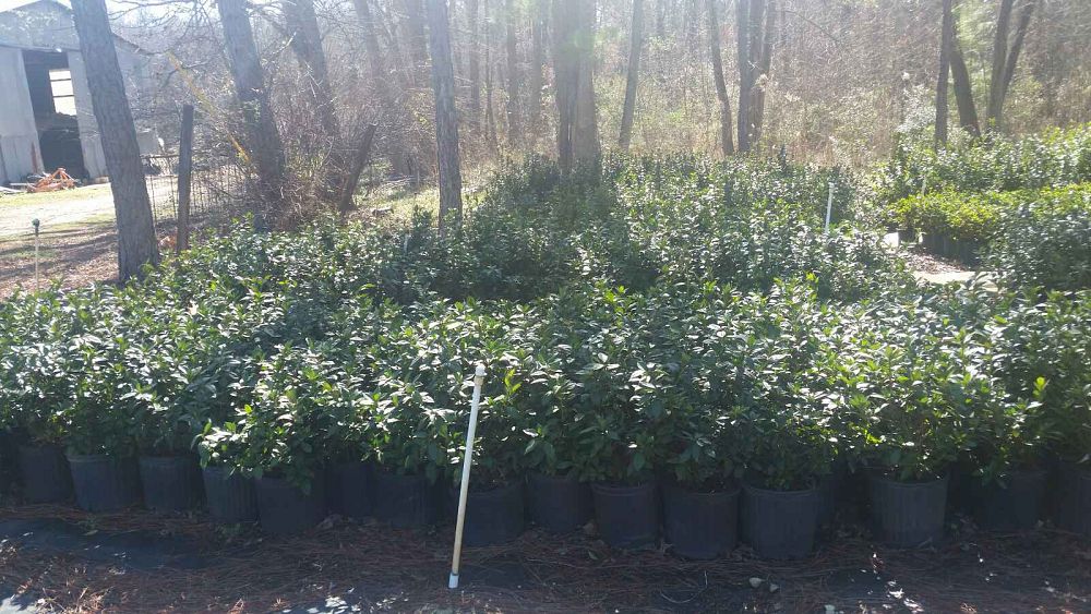 rhododendron-indicum-hinodegiri-southern-indica-hybrid-azalea-hiryu-azalea-kurume-azalea