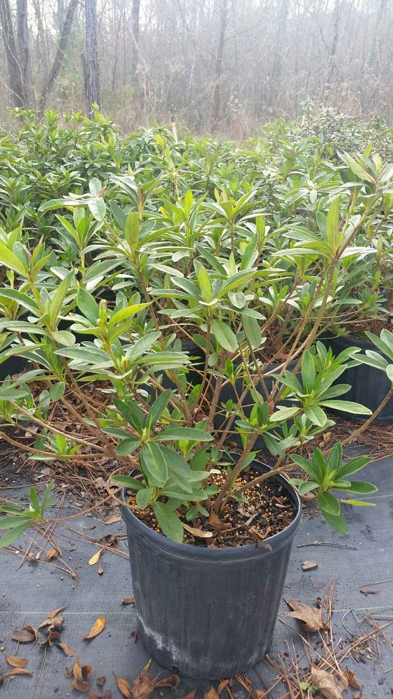 rhododendron-indicum-hinodegiri-southern-indica-hybrid-azalea-hiryu-azalea-kurume-azalea