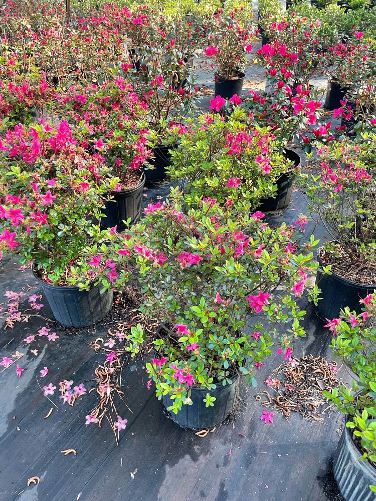 rhododendron-indicum-hinodegiri-southern-indica-hybrid-azalea-hiryu-azalea-kurume-azalea