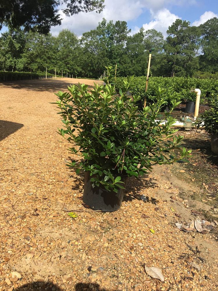 rhododendron-indicum-judge-solomon-southern-indica-hybrid-azalea