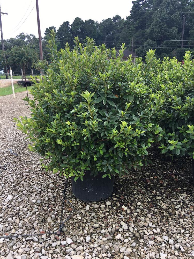 rhododendron-indicum-judge-solomon-southern-indica-hybrid-azalea