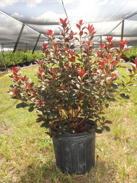 rhododendron-indicum-little-john-southern-indica-hybrid-azalea