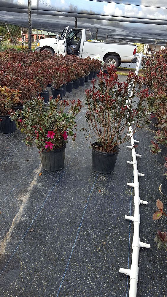 rhododendron-indicum-little-john-southern-indica-hybrid-azalea