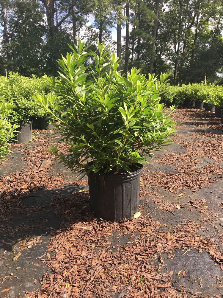 rhododendron-indicum-mrs-g-g-gerbing-southern-indica-hybrid-azalea