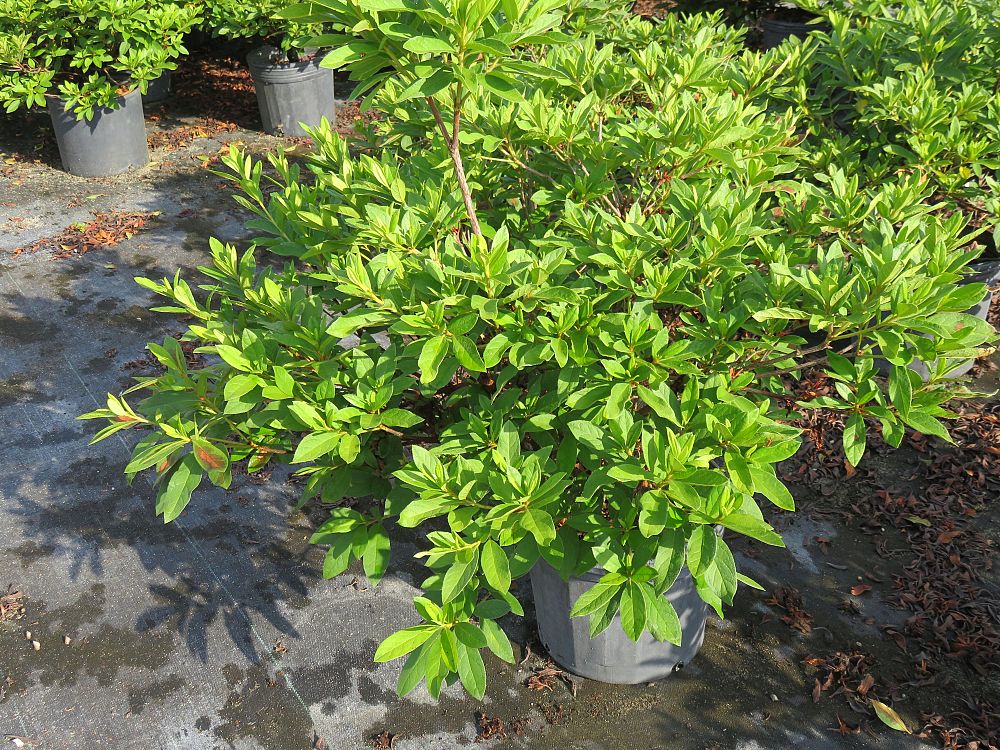 rhododendron-indicum-mrs-g-g-gerbing-southern-indica-hybrid-azalea