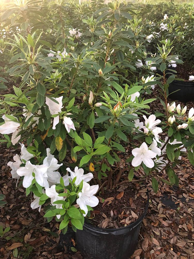 rhododendron-indicum-mrs-g-g-gerbing-southern-indica-hybrid-azalea