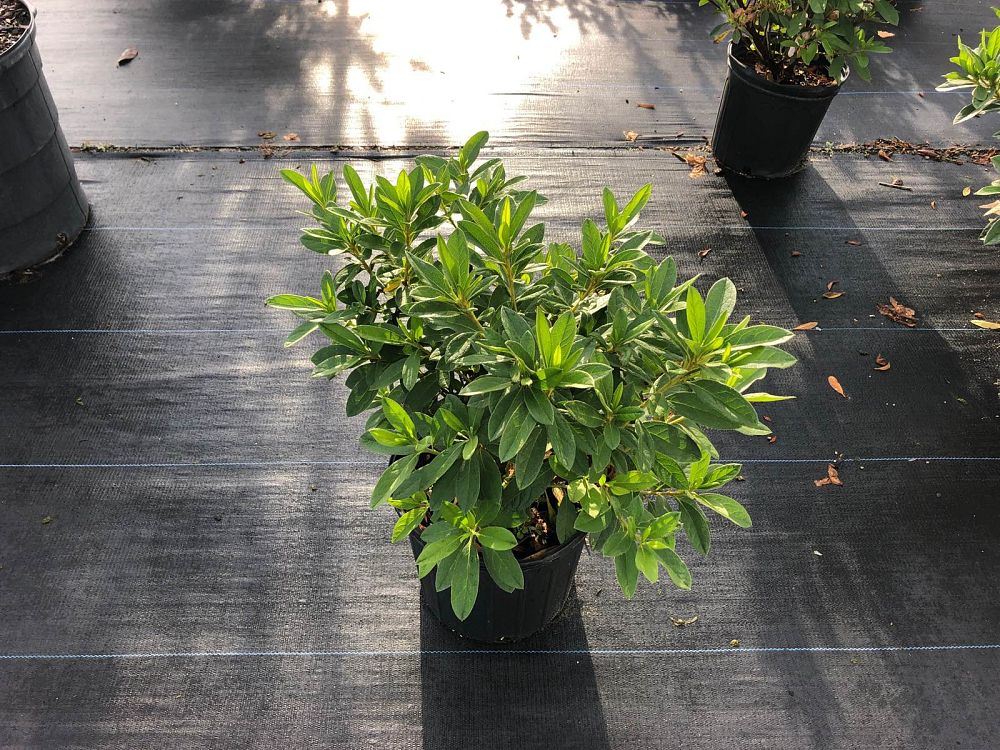 rhododendron-indicum-mrs-g-g-gerbing-southern-indica-hybrid-azalea