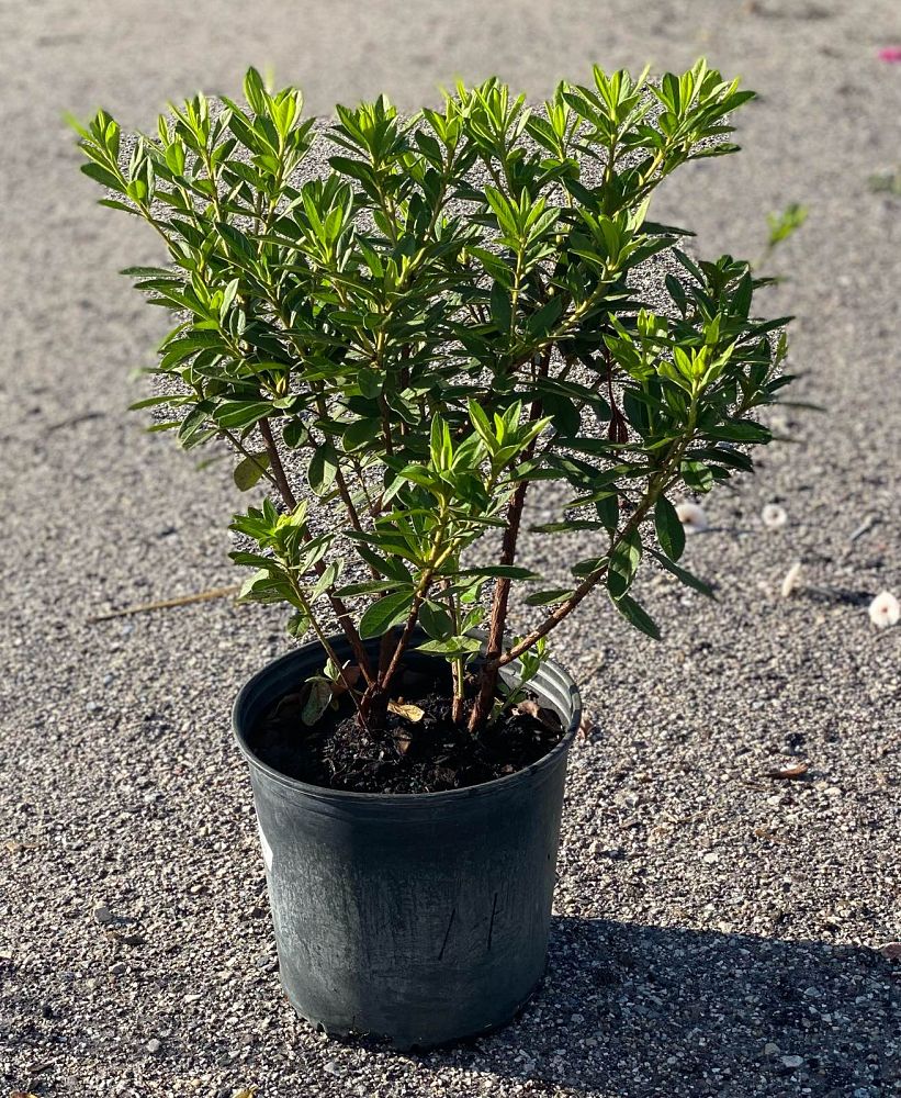 rhododendron-indicum-mrs-g-g-gerbing-southern-indica-hybrid-azalea