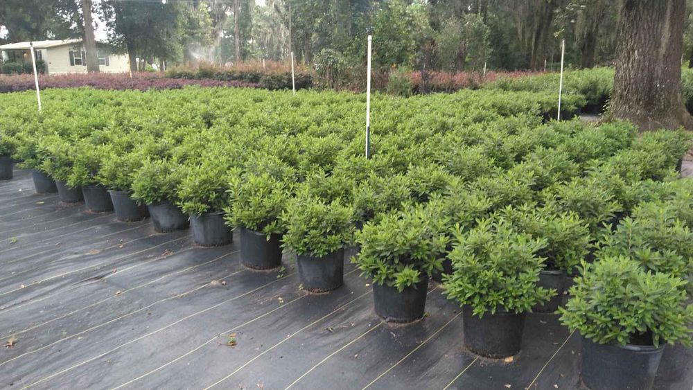 rhododendron-indicum-mrs-g-g-gerbing-southern-indica-hybrid-azalea